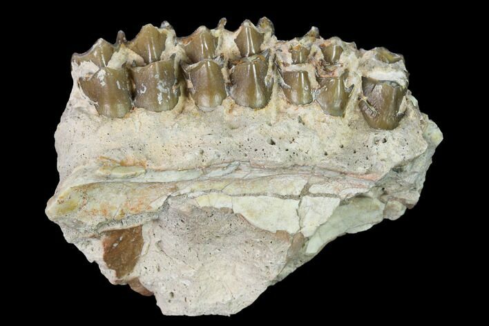 Oreodont (Merycoidodon) Jaw Section - South Dakota #146359